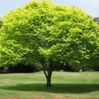 دو حبه آب کران(زیدآباد-منصورآباد)