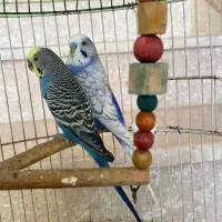 دو عدد مرغ عشق نر|پرنده|گلوگاه بابل (گلیا), |دیوار