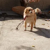 سگ پامر معاوضه با کفتر