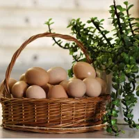 تخم مرغ خانگی