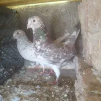 کبوتر خال سرور حمال