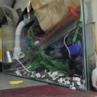 آکواریوم ماهی|ماهی|مشهد, تلگرد|دیوار