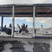 کفتر رنگه جون|پرنده|مشهد, رباط طرق|دیوار