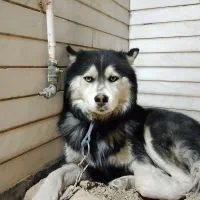 سگ هاسکی لوس و کاملا حرف گوش کن