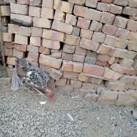 خروس گردن لخت