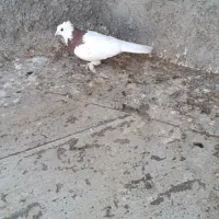 دو عدد طوقی نر|پرنده|پیر بکران, |دیوار