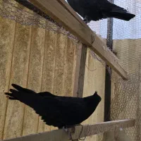 کبوتر کفتر|پرنده|تهران, سنگلج (شاپور)|دیوار