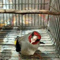 سهره دورگ مهاجر.معاوضه باماده چارگل