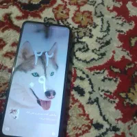 گوشی|موبایل|باوی, |دیوار