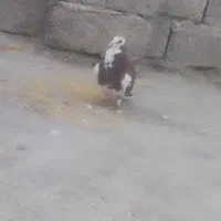 کبوتر|پرنده|کورین, |دیوار