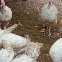 بوقلمون کیلو 325کاملا اورگانیک لذیذ