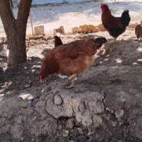 خروس مرغ کرچ شو جوان|حیوانات مزرعه|کوهسار (البرز), |دیوار