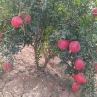 باغ انار اجاره در روستای قردین|اجارهٔ کوتاه‌مدت ویلا و باغ|ساوه, |دیوار