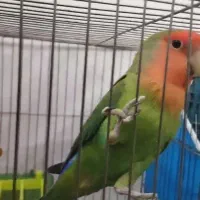 طوطی برزیلی کوتوله