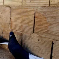 ماده زاغ دم سفید کاکلی پالخت مهر