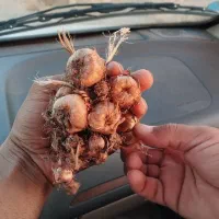 خرید و فروش بهترین پیاز منطقه ب شرط گلدهی بالا|خوردنی و آشامیدنی|خواف, |دیوار