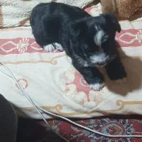 توله سگ شیتزو خالص