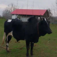 ورزا چالوسی گاونر