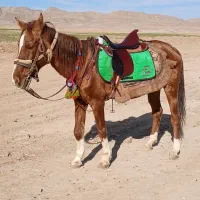 مادیون خود یورقه