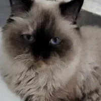 حیوان خانگی