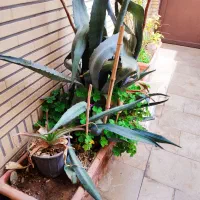 گلدان سفالی بزرگ توی حیاط با گل