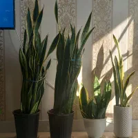 گل طبیعی وسرحال|گل و گیاه طبیعی|تهران, قصر فیروزه ۱|دیوار