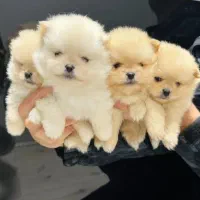 واگذاری پامرین واگذاری فانتزی|سگ|شیراز, انجیره|دیوار