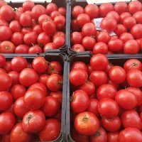 گوجه درجه یک اصفهان و شیراز