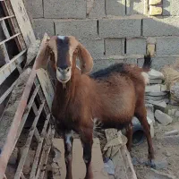 بز آبست|حیوانات مزرعه|خواف, |دیوار