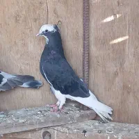 شازده سیاه|پرنده|زهک, |دیوار