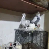 کفتر|پرنده|تهران, شهرک ولیعصر جنوبی|دیوار