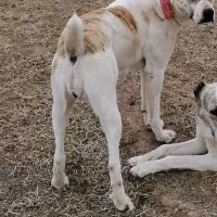 ماده افغان خراسانی خالص