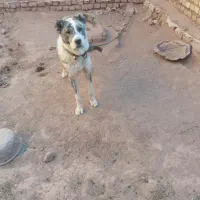 توله سگ|سگ|تربتحیدریه, بالا ولایت|دیوار