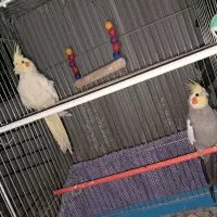 فروش یک جفت عروس هلندی بالغ|پرنده|ابریشم, |دیوار