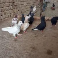 کبوترا همه مال شهرستان
