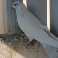 کفتر|پرنده|قم, آزادگان|دیوار