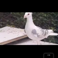 کبوتر|پرنده|لار, |دیوار