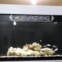 آکواریوم فروشی