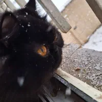 پرشین دودی|گربه|رشت, پارک شهر|دیوار