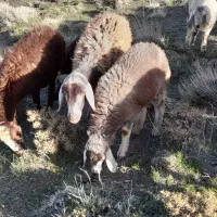 میش بره درجه یک