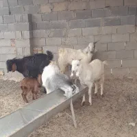 سلام ۴ بزغاله دارم برای فروش|حیوانات مزرعه|گنبد کاووس, |دیوار