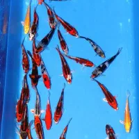 سوپر کوی دلفینی ماهی|ماهی|تهران, اسکندری|دیوار