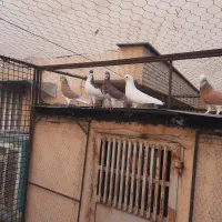 کفتر پرنده کبوتر