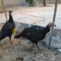 بوقلمون محلی|حیوانات مزرعه|همدان, |دیوار