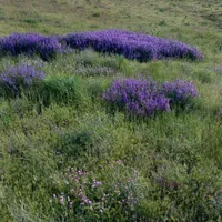 علف چیدن رسیدگی نگهداری  هستم|خدمات باغبانی و درختکاری|اراک, |دیوار