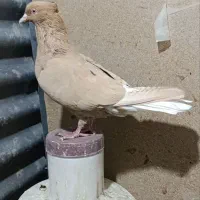 یک جفت زرد و سرخ دم سفید اس