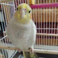 عروس هلندی نر سخنگو و ماده.یک جفت فنچ