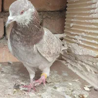 کبوتر|پرنده|سرپل ذهاب, |دیوار