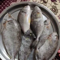 ماهی تازه ومحلی و به قیمت عمده دارم میدم