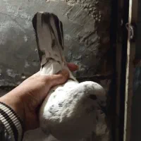 دو عدد کفتر خوب